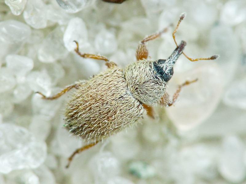 Mecinus ictericus (Gyllenhal, 1838)